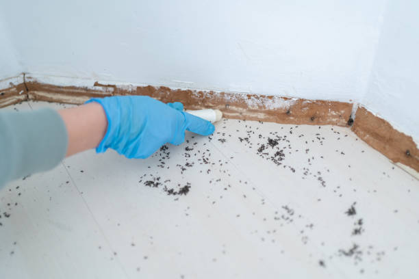 Best Residential Pest Control  in Rock Hill, SC